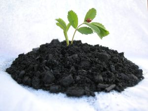 biochar fertilizer